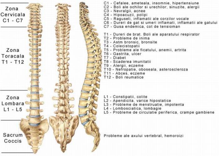 complexe de tratament al coloanei vertebrale