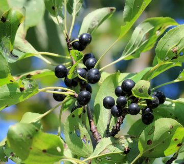 crusinul si ceaiul de crusin | masaj24